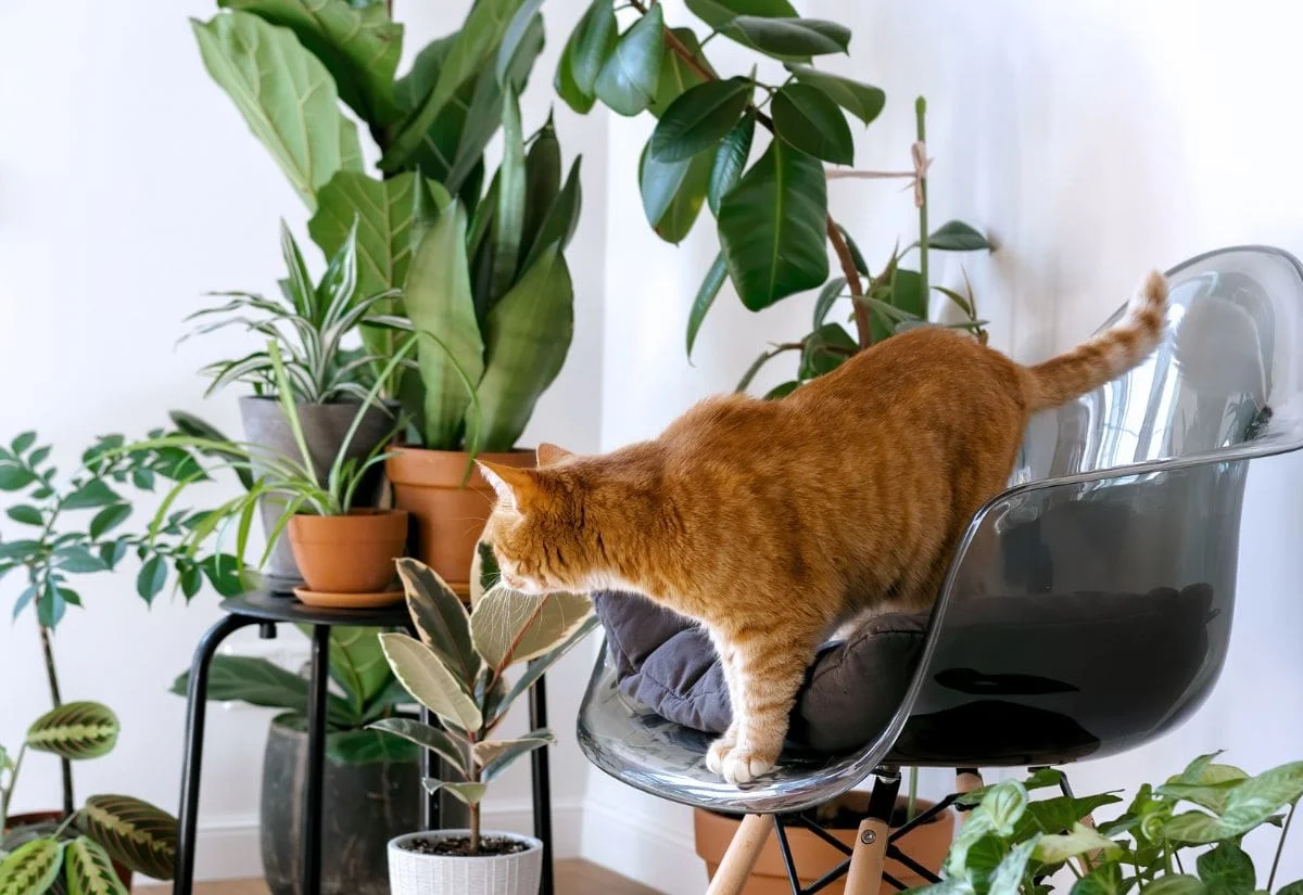 plants safe for cats