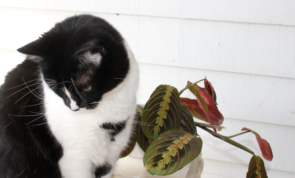 Pet-Safe Gardening: How Plant Identifier Apps Can Help Cat Owners Create a Safer Garden